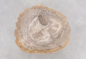 Coffee table petrified wood 48264