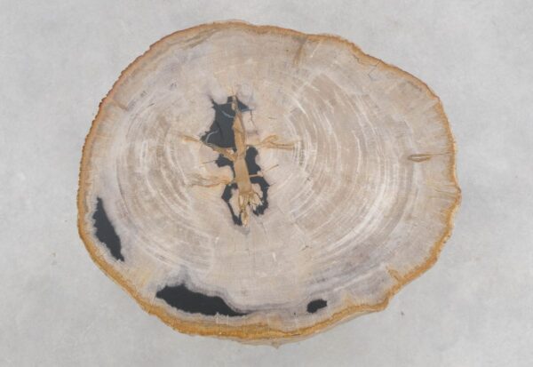Couchtisch versteinertes Holz 48154