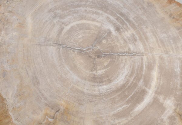 Couchtisch versteinertes Holz 48169