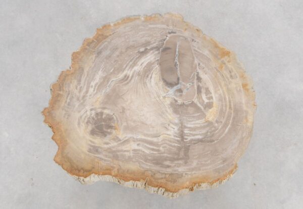 Couchtisch versteinertes Holz 48177