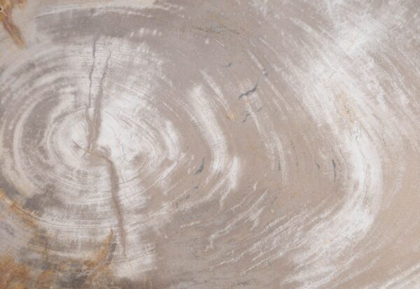 Couchtisch versteinertes Holz 48205