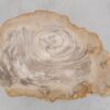 Couchtisch versteinertes Holz 48249
