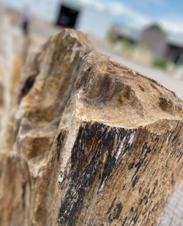Grabstein versteinertes Holz 48059