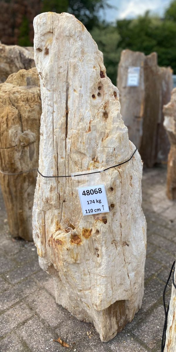 Grabstein versteinertes Holz 48068