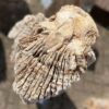 Grabstein versteinertes Holz 48077