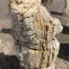 Grabstein versteinertes Holz 48077