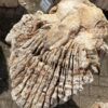 Grabstein versteinertes Holz 48077
