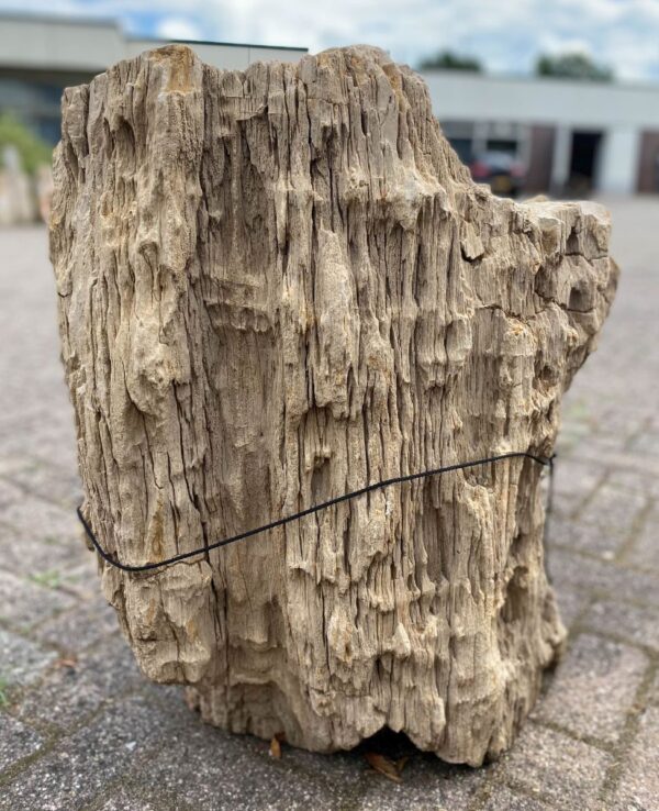Grabstein versteinertes Holz 48085
