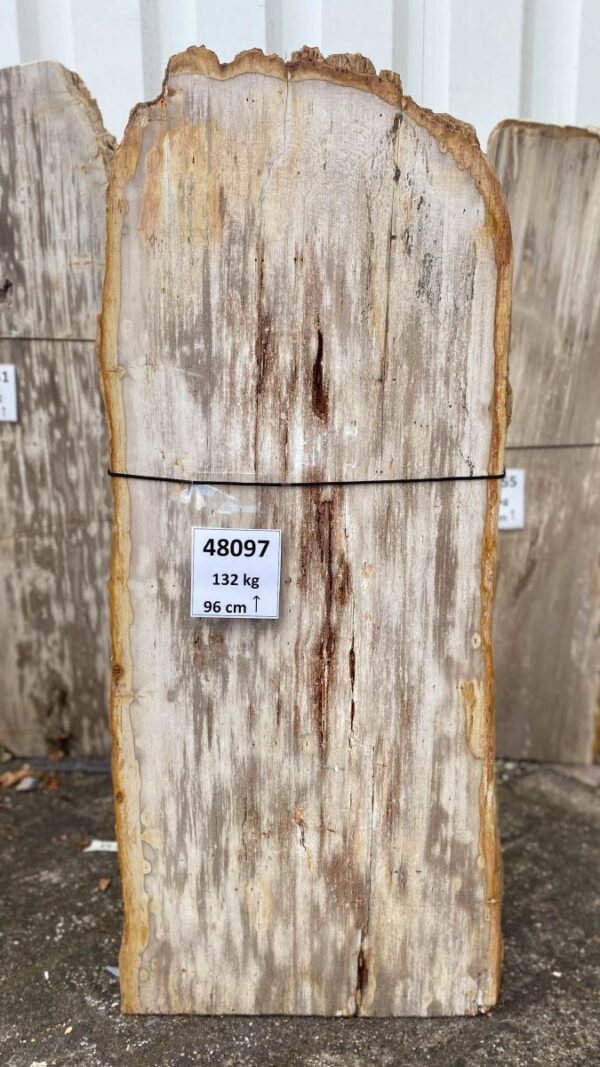 Grabstein versteinertes Holz 48097