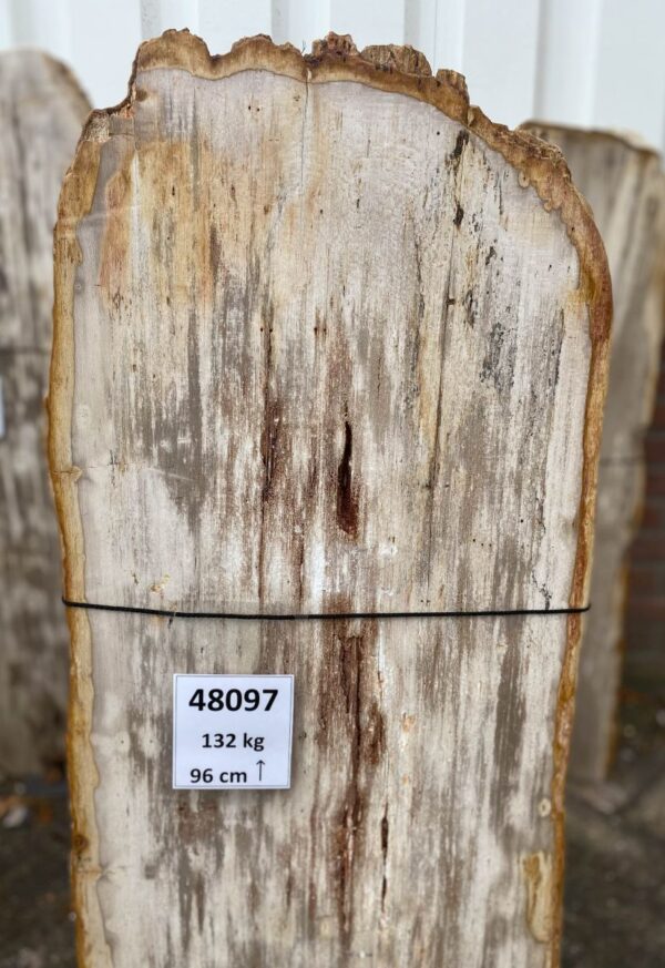 Grabstein versteinertes Holz 48097