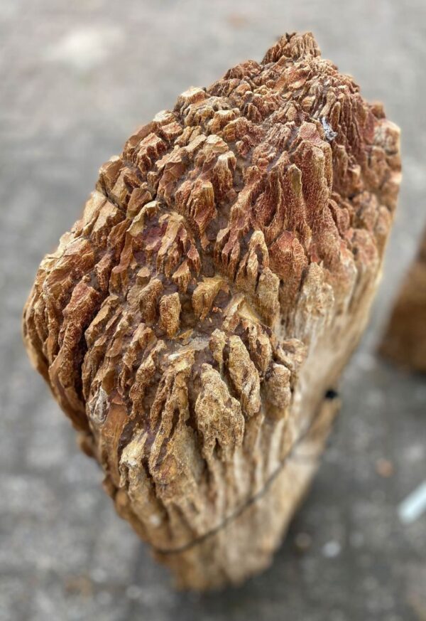 Grabstein versteinertes Holz 48097