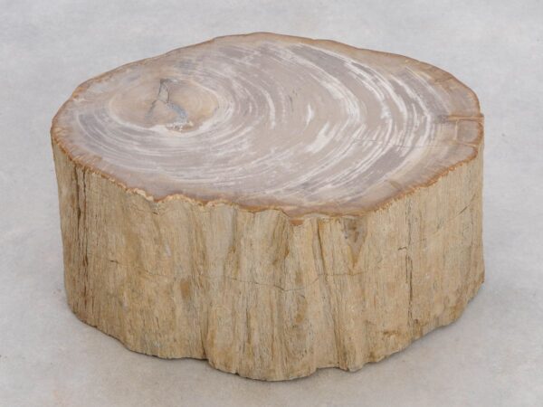 Grafsteen versteend hout 48034