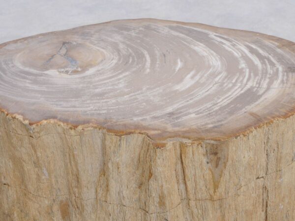 Grafsteen versteend hout 48034
