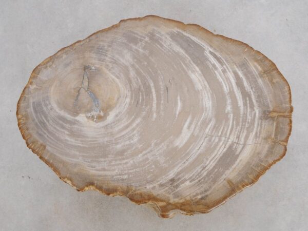 Grafsteen versteend hout 48034