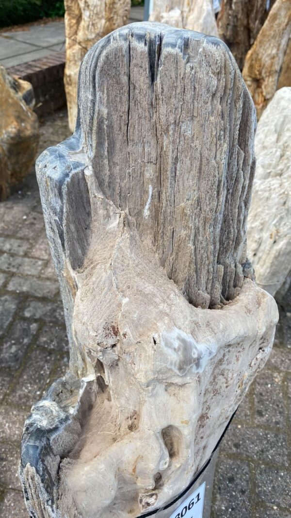 Grafsteen versteend hout 48061