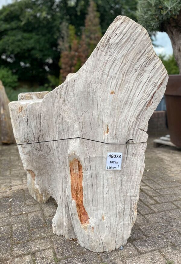 Grafsteen versteend hout 48073