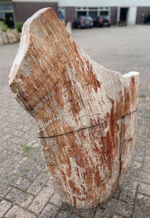 Grafsteen versteend hout 48073