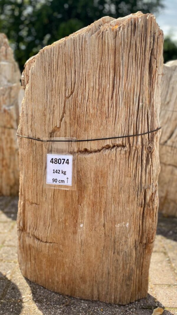 Grafsteen versteend hout 48074