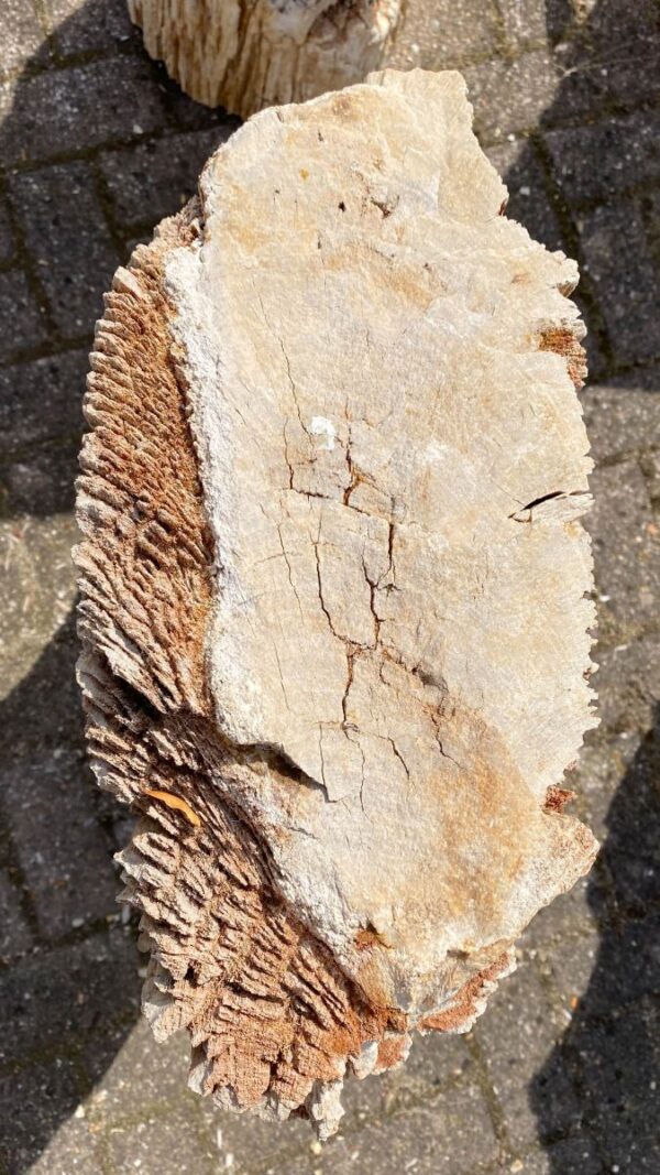 Grafsteen versteend hout 48074