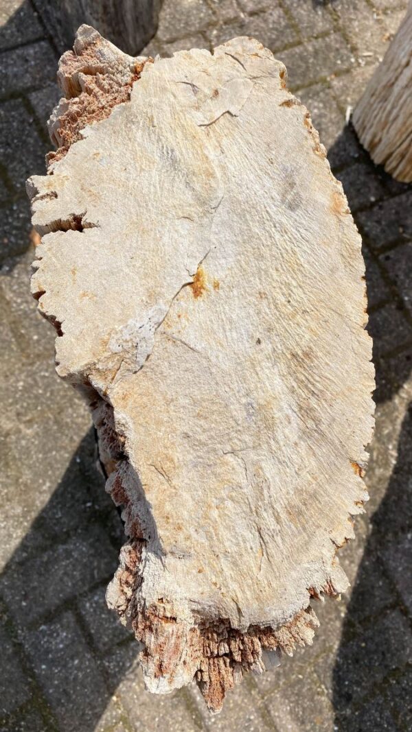 Grafsteen versteend hout 48075