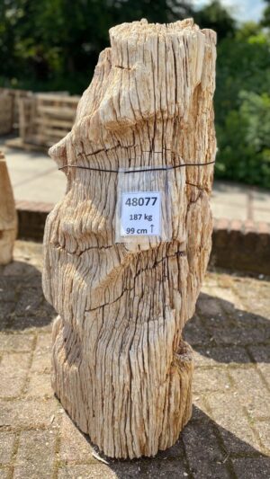 Grafsteen versteend hout 48077