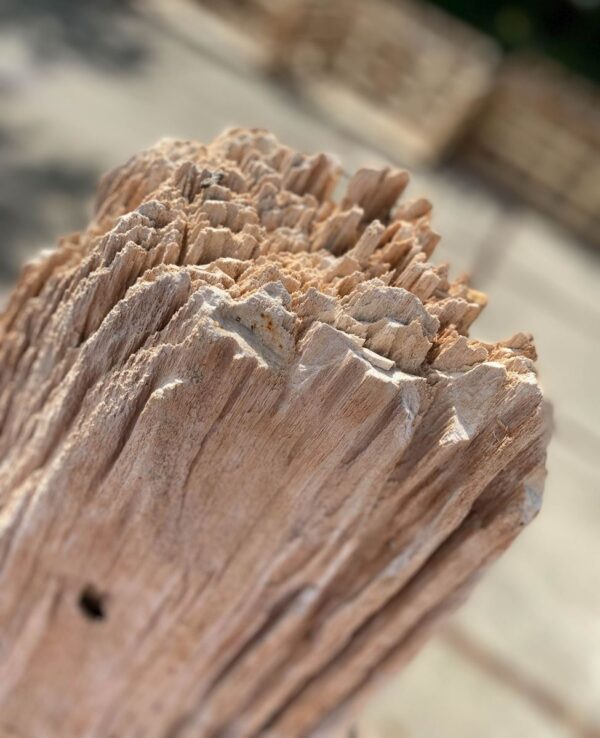 Grafsteen versteend hout 48078