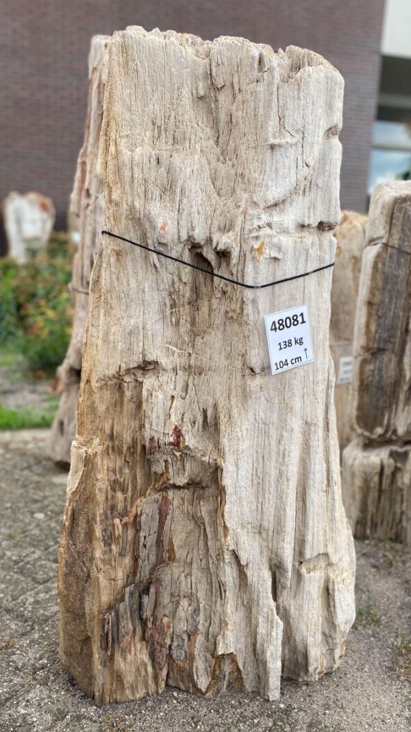 Grafsteen versteend hout 48081