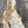 Grafsteen versteend hout 48082