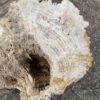 Grafsteen versteend hout 48085