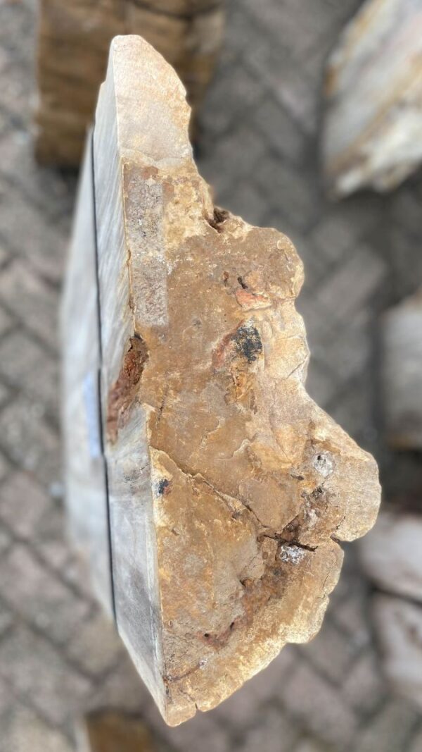 Grafsteen versteend hout 48092