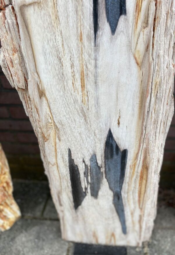 Grafsteen versteend hout 48103