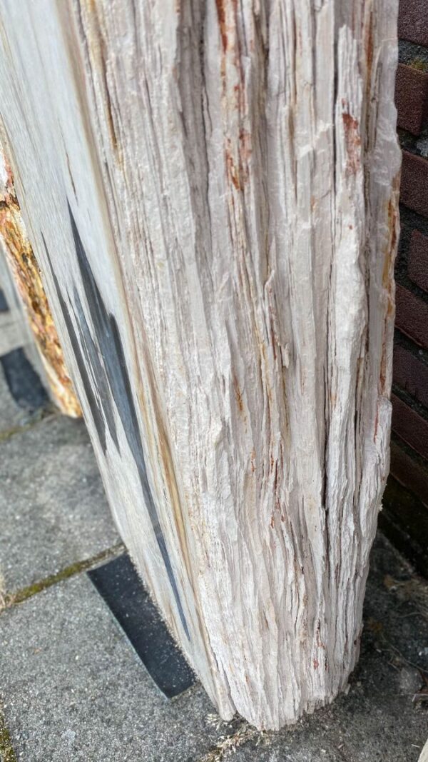 Grafsteen versteend hout 48103