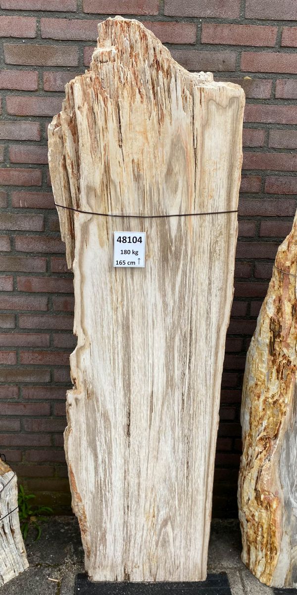 Grafsteen versteend hout 48104