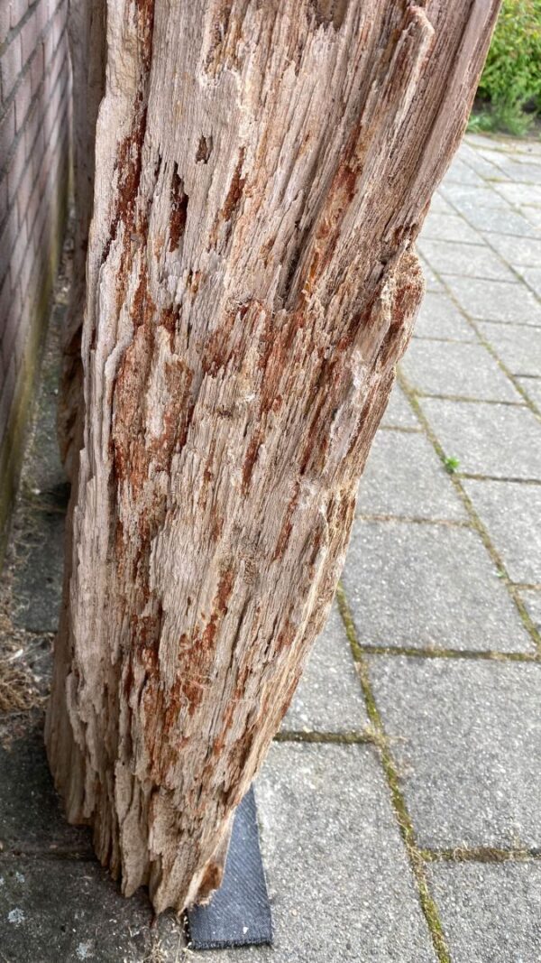 Grafsteen versteend hout 48104