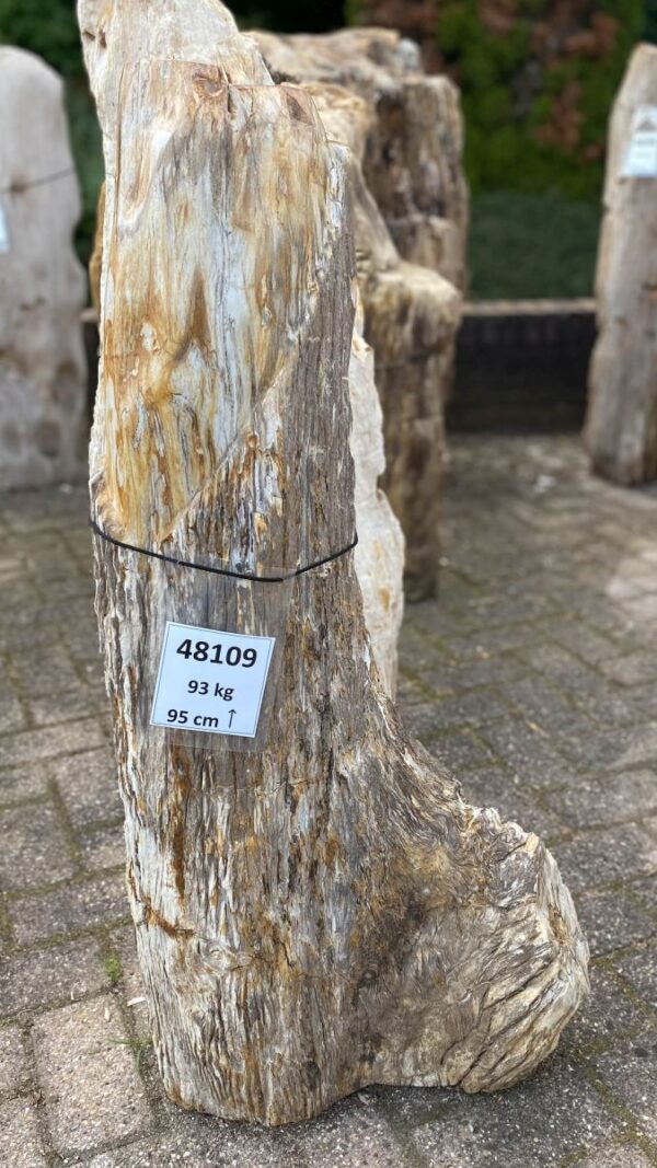 Grafsteen versteend hout 48109