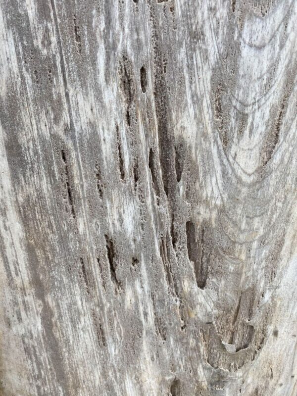 Grafsteen versteend hout 48110