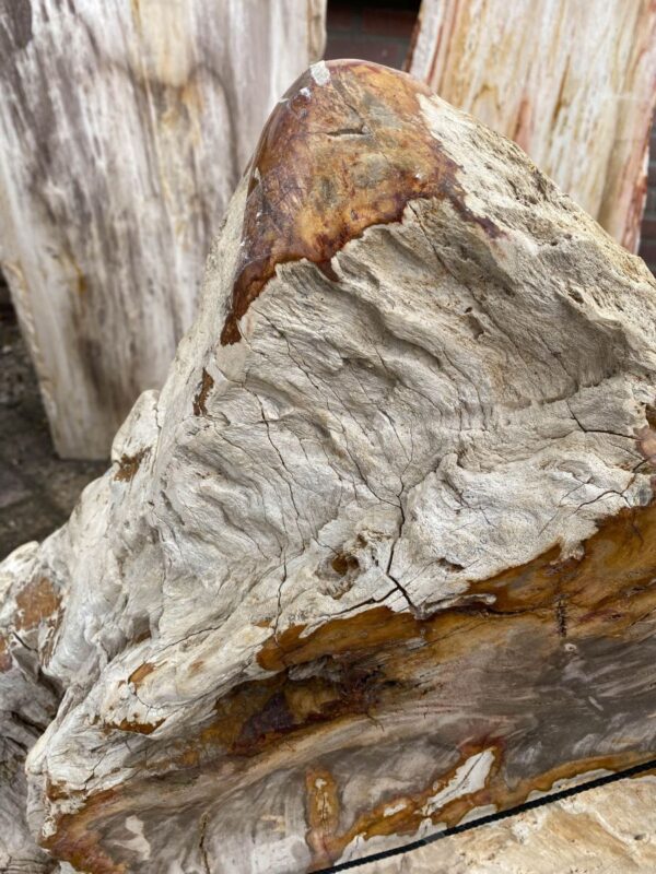 Grafsteen versteend hout 48111