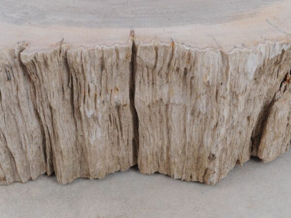 Grafsteen versteend hout 48116