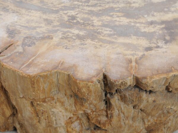 Grafsteen versteend hout 48118