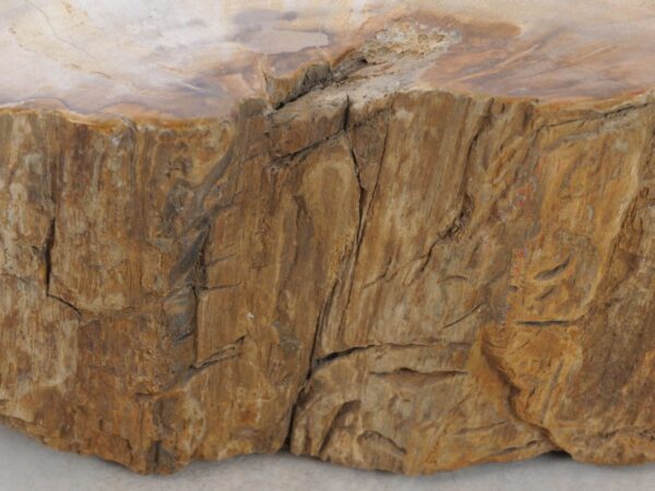 Grafsteen versteend hout 48118