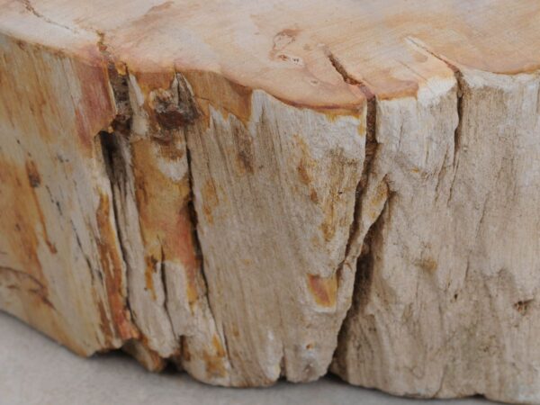 Grafsteen versteend hout 48119