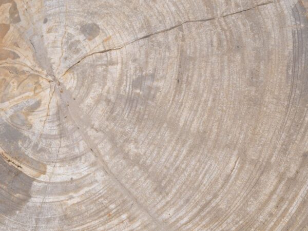 Grafsteen versteend hout 48123