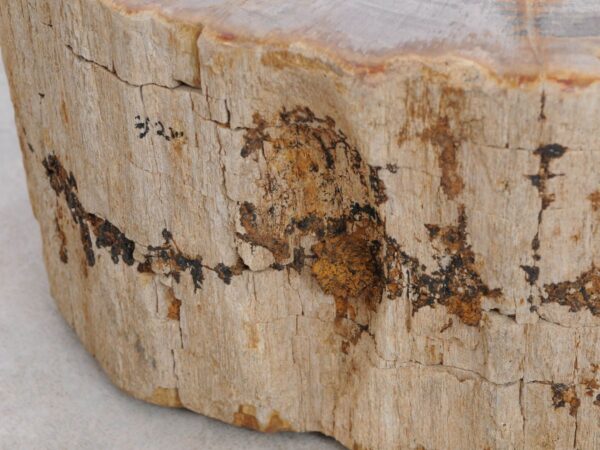 Grafsteen versteend hout 48124