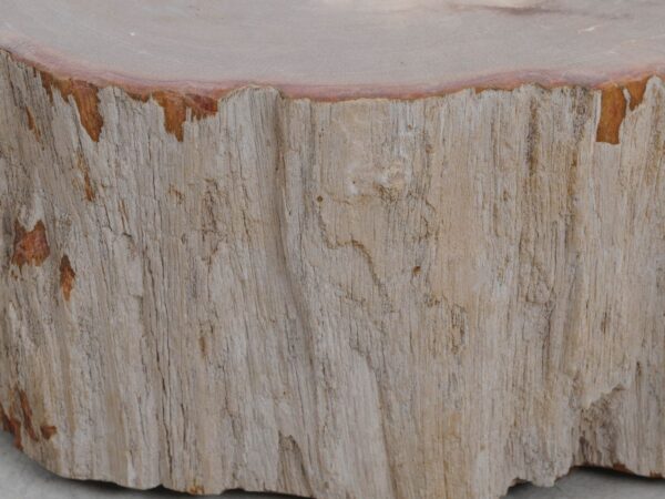 Grafsteen versteend hout 48181