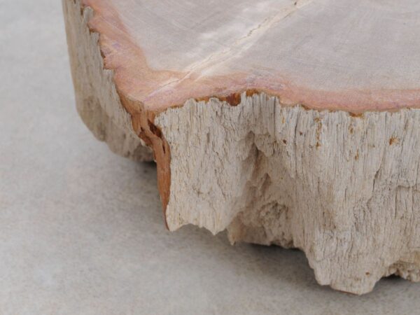 Grafsteen versteend hout 48183a
