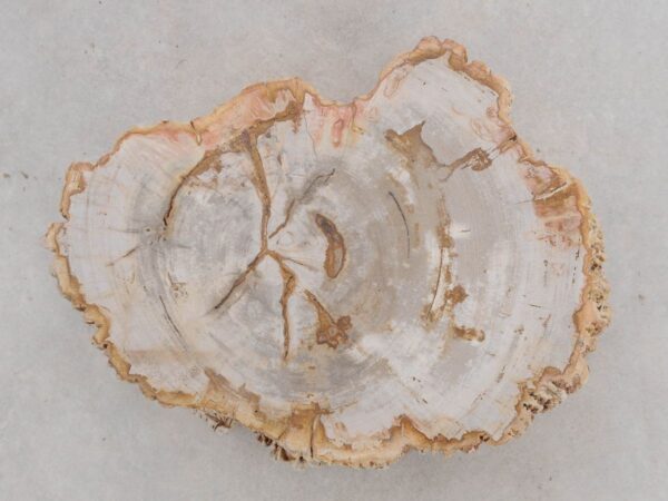 Grafsteen versteend hout 48186