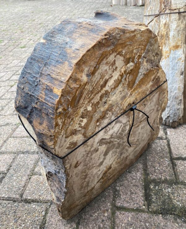 Grafsteen versteend hout 48212