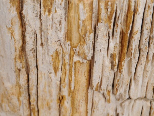 Grafsteen versteend hout 48316