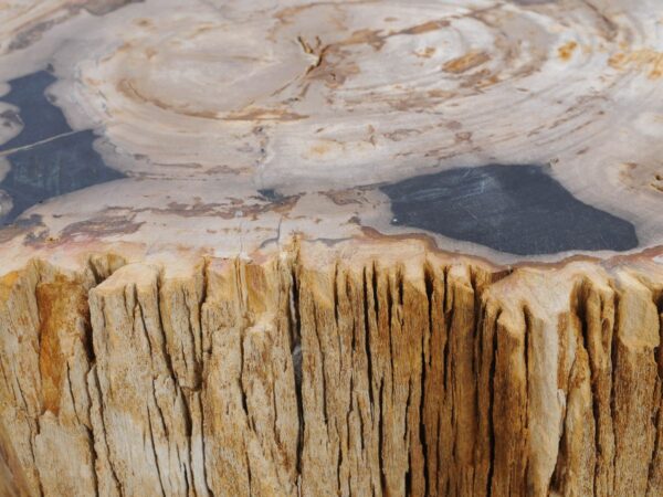 Grafsteen versteend hout 48316