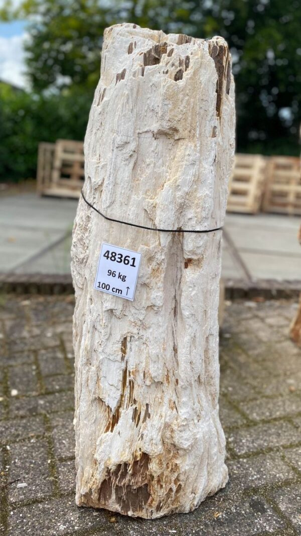 Grafsteen versteend hout 48361